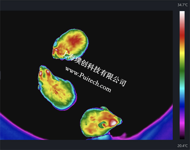 ?？滴⒂凹t外熱成像技術對實驗小鼠進行科研觀測